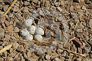 GambelÃ¢â¬â¢s Quail Nest with Six Eggs photo